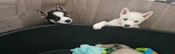 Huskita dogs for sale: Puppies for sale - Advert 22