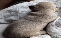 French Bulldog dogs for sale: 1 male French bulldog  - Advert 4