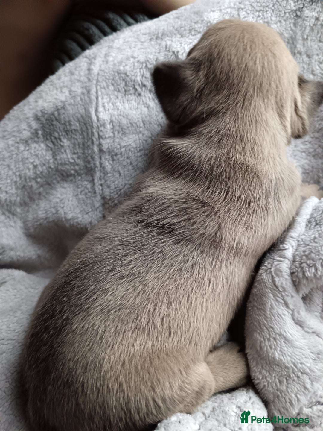 French Bulldog dogs for sale: 1 male French bulldog  - Advert 4