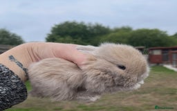 Mini Lop rabbits for sale: Baby mini lops ready to reserve !! - Image 37
