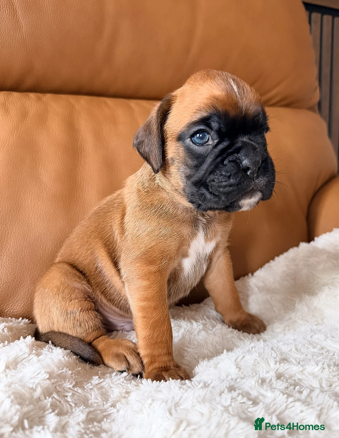Boxer dogs for sale: Kc Red&White Boxer puppies health tested parents  - Advert 2