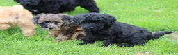 Cavapoo dogs for sale: Beautiful cavapoo puppies for sale  - Advert 35