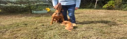 Hungarian Vizsla dogs for sale: Dual Purpose Hungarian Vizsla Bitch Puppies - Advert 11