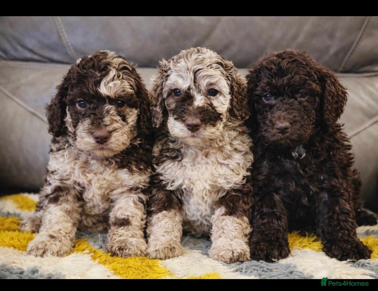 Cockapoo dogs 3 left Stunning toy cockerpoo puppies - Advert 18