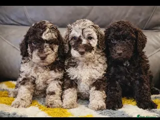 Cockapoo dogs 3 left Stunning toy cockerpoo puppies - Advert 18