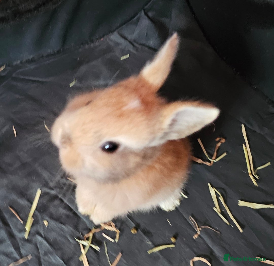 Harlequin rabbits for sale: 7 beautiful Harlequin bunnies looking for a new 🏡 - Image 17