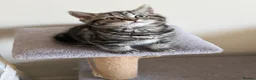 British Shorthair cats for sale: British short hair  - Advert 16