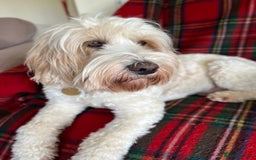 Australian Labradoodle dogs for stud: Proven extensively health tested gorgeous stud - Image 16
