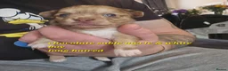 Chihuahua dogs for sale: 2 long coated chihuahua pups  - Advert 4