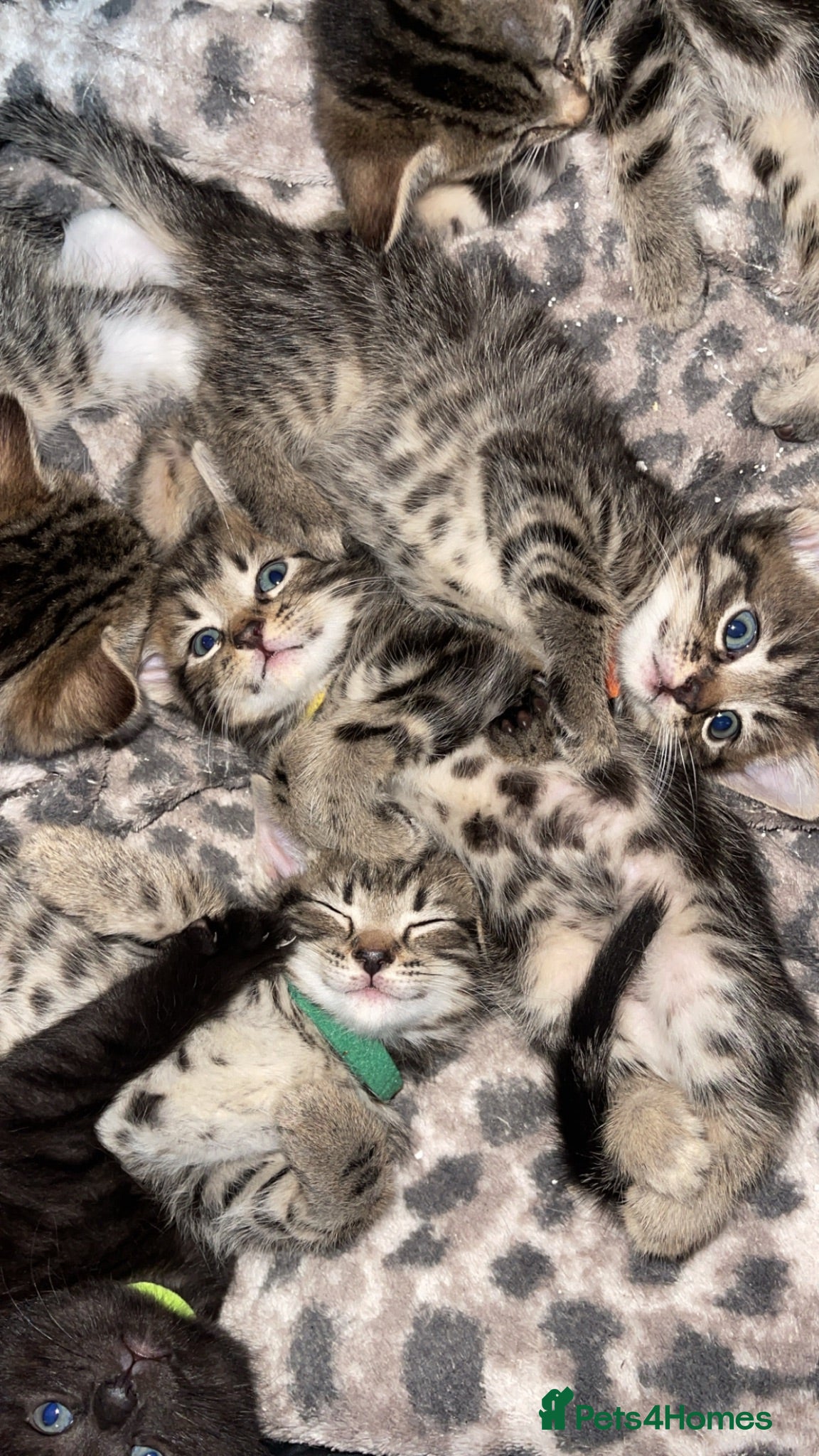 Mixed Breed cats Ready to leave Beautiful kittens for sale!  - Advert 6