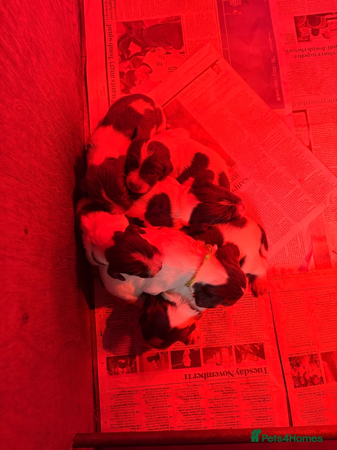 English Springer Spaniel dogs for sale: Working Springer Spaniels  - Advert 6