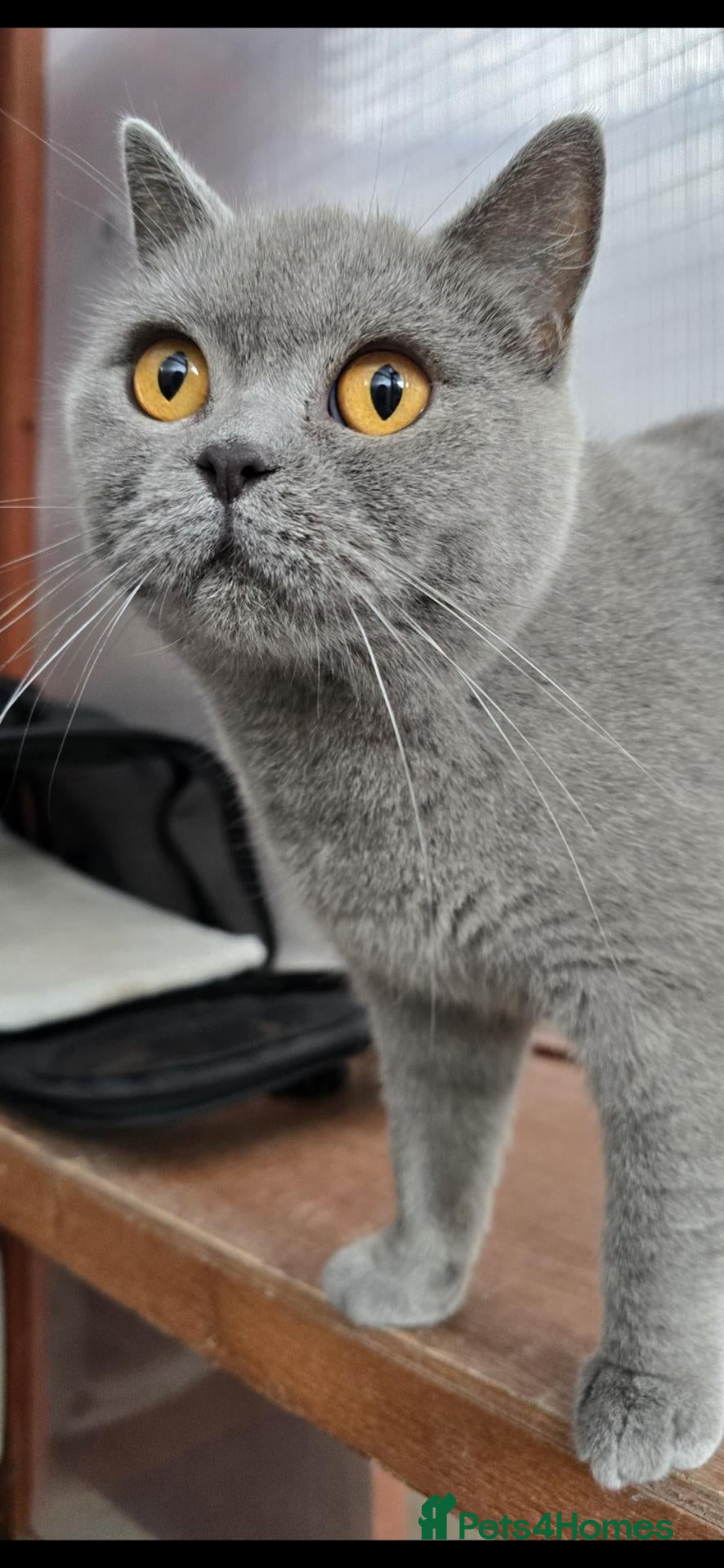 British Shorthair cats GCCF British Shorthair Kittens - Blue and Lilac  - Advert 2