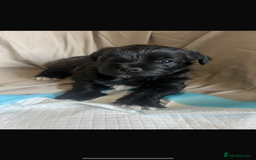 Mixed Breed dogs for sale: Teddy Junior - Image 6