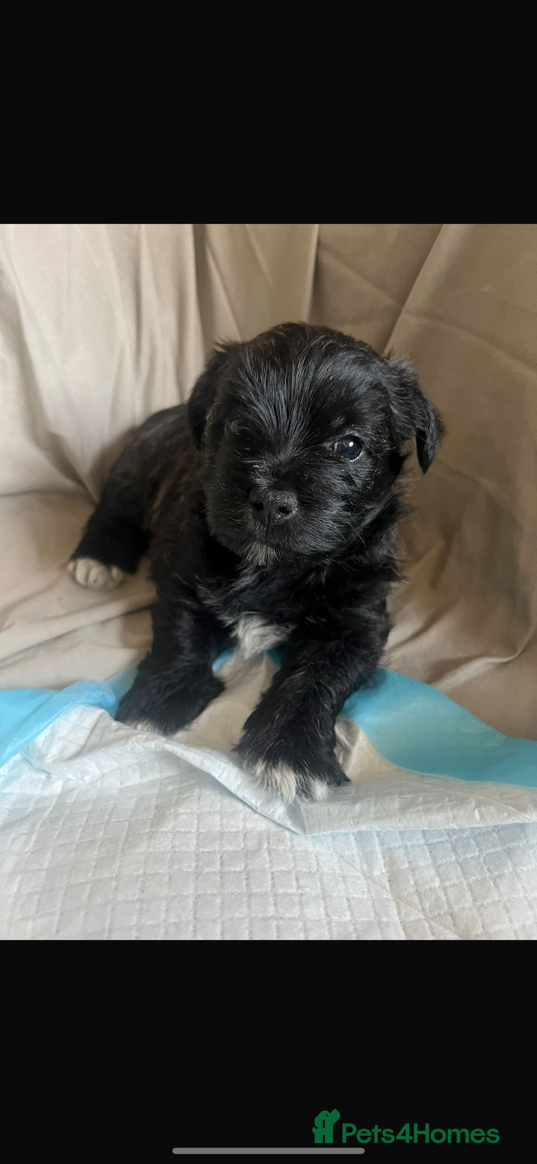 Mixed Breed dogs for sale: Teddy Junior - Image 6