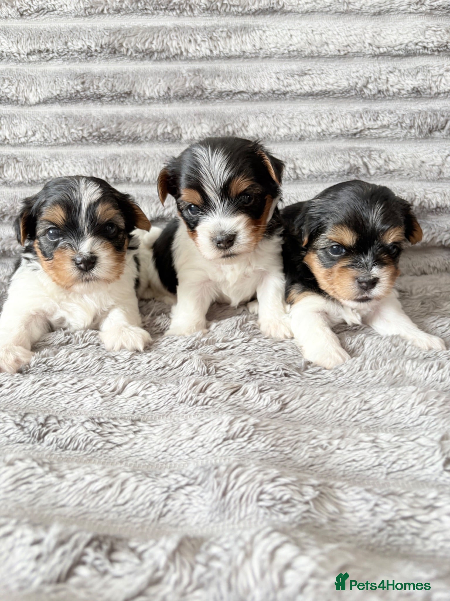 Biewer Terrier dogs ❤️ Beautiful Biewer Terriers 1 Boy & 2 Girls  ❤️ - Advert 1