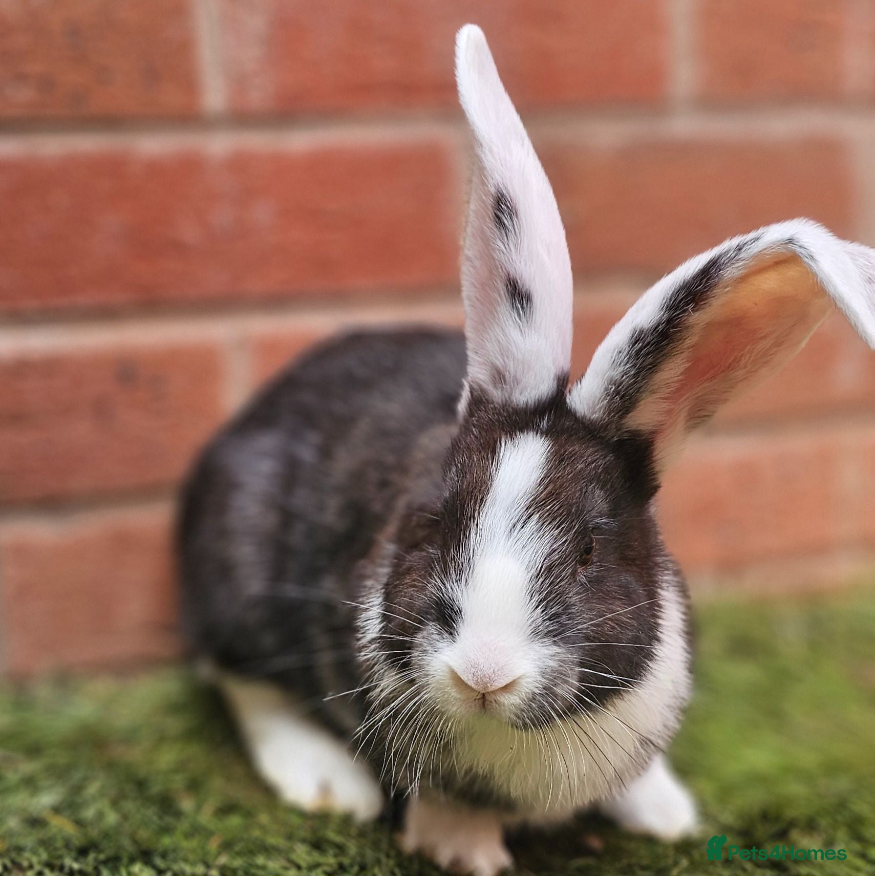 Continental Giant rabbits Purebred Continental Giants  - Advert 4