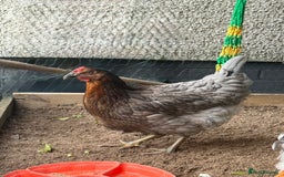 Chickens poultry for sale: Chickens for sale  - Advert 4