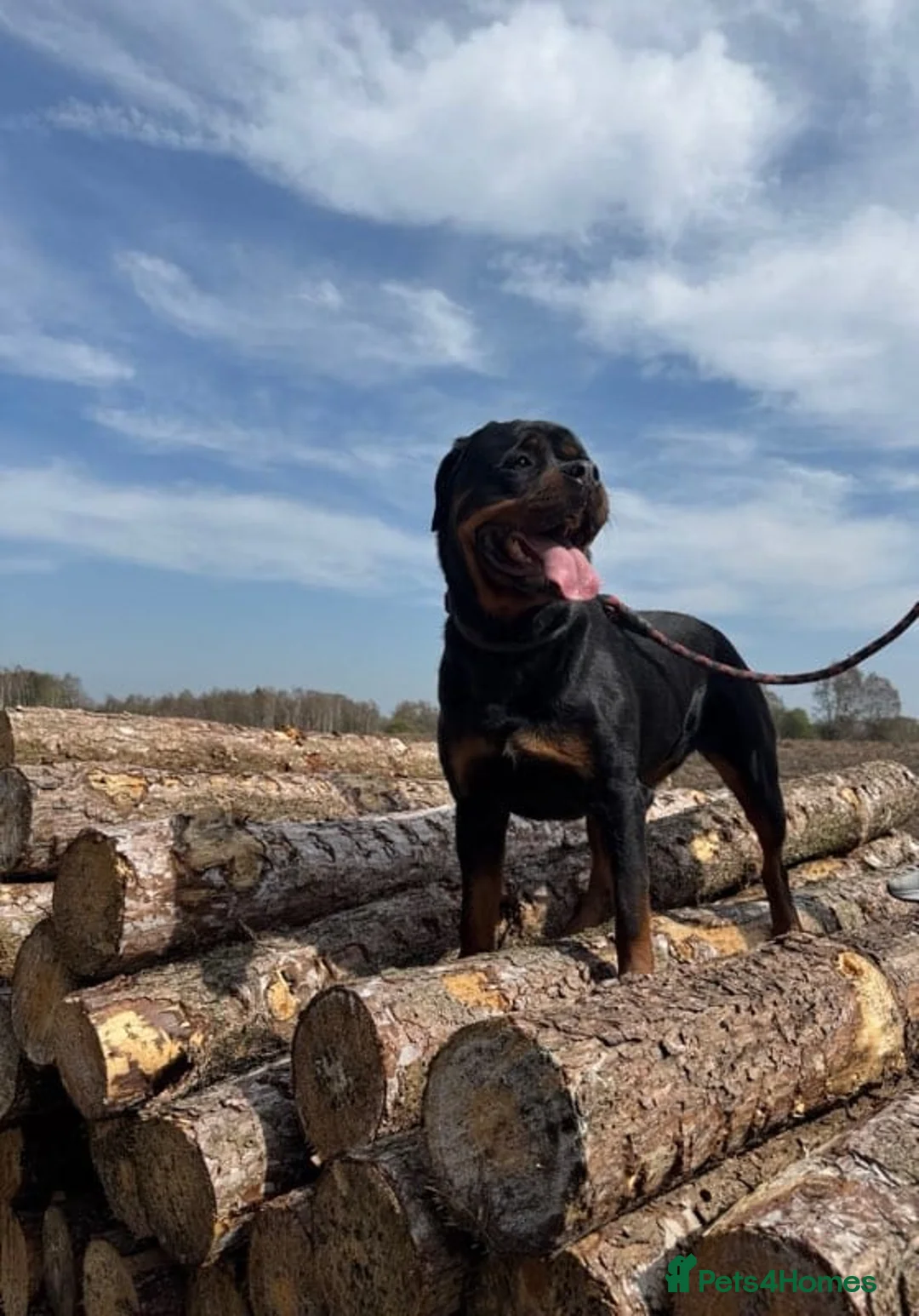 Rottweiler dogs for sale: Clio  - Advert 1