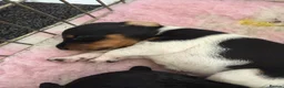 Patterdale Terrier dogs for sale: fell terrier  in Newcastle - Advert 4