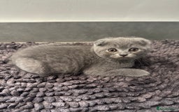 Scottish Fold cats for sale: Beautiful Scottish folds and straights kittens🎀 - Image 16