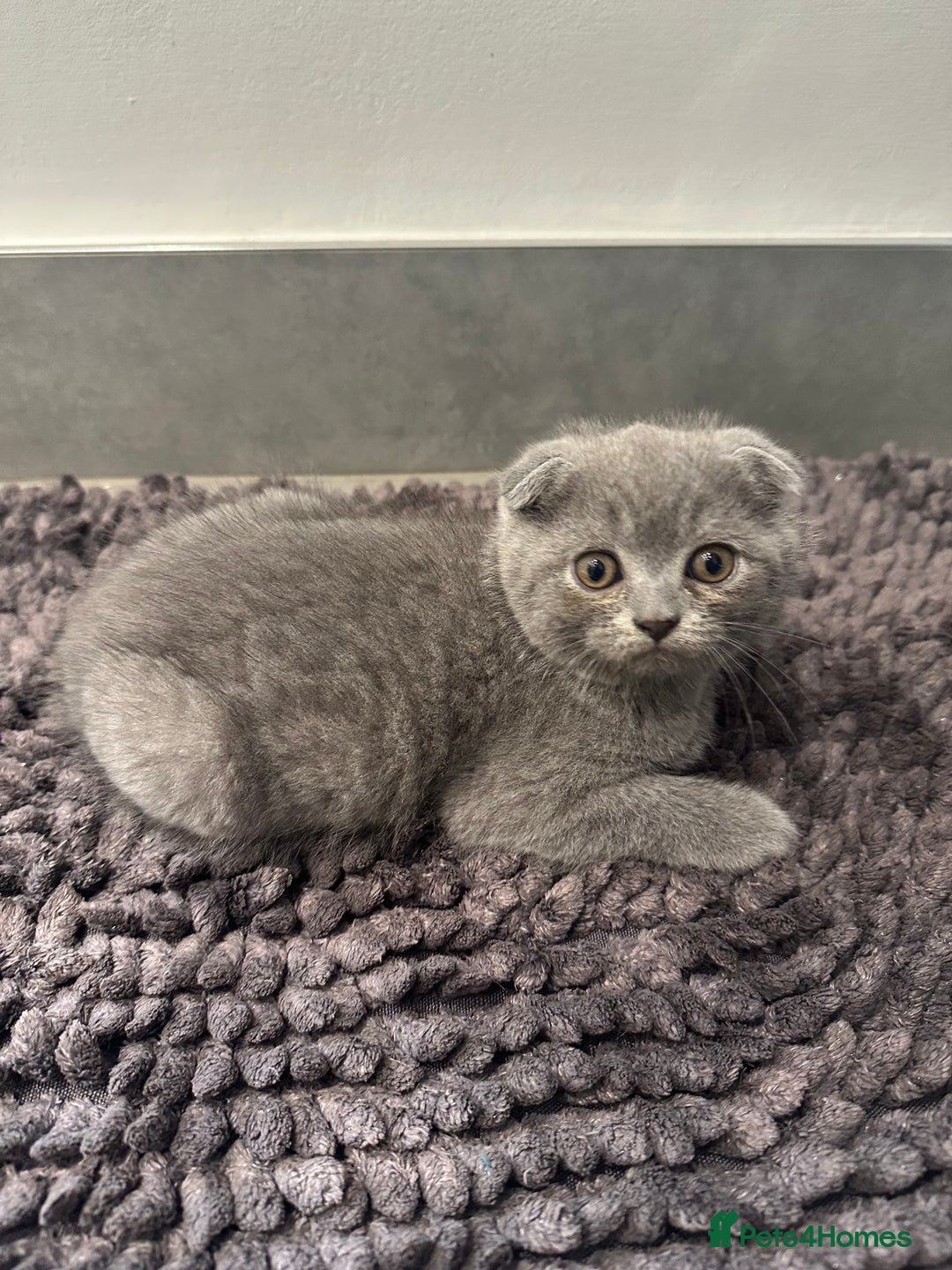 Scottish Fold cats for sale: Beautiful Scottish folds and straights kittens🎀 - Image 16