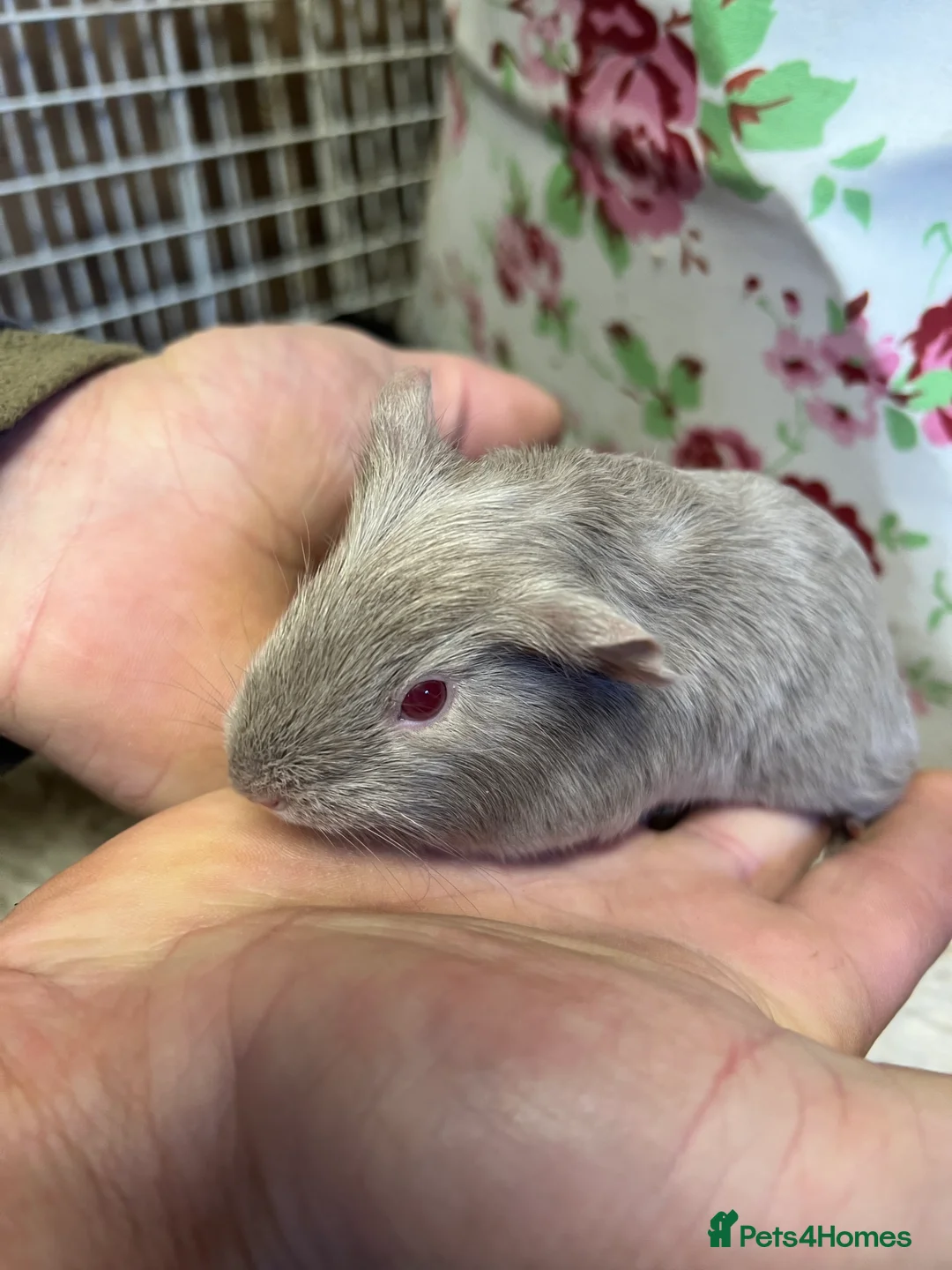 Guinea Pig rodents for sale: Baby guinea pigs for sale  - Advert 2