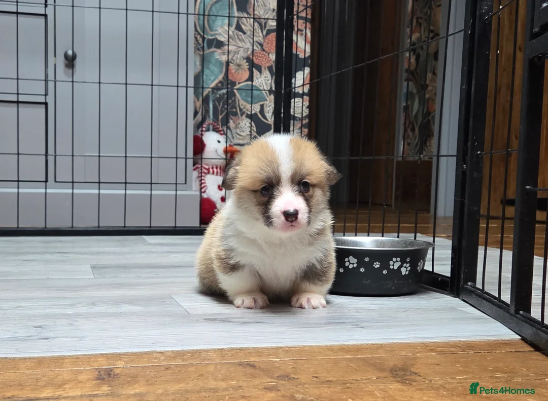 Welsh Corgi Pembroke dogs for sale: Stunning KC Registered Girl Dove Available.  - Advert 25