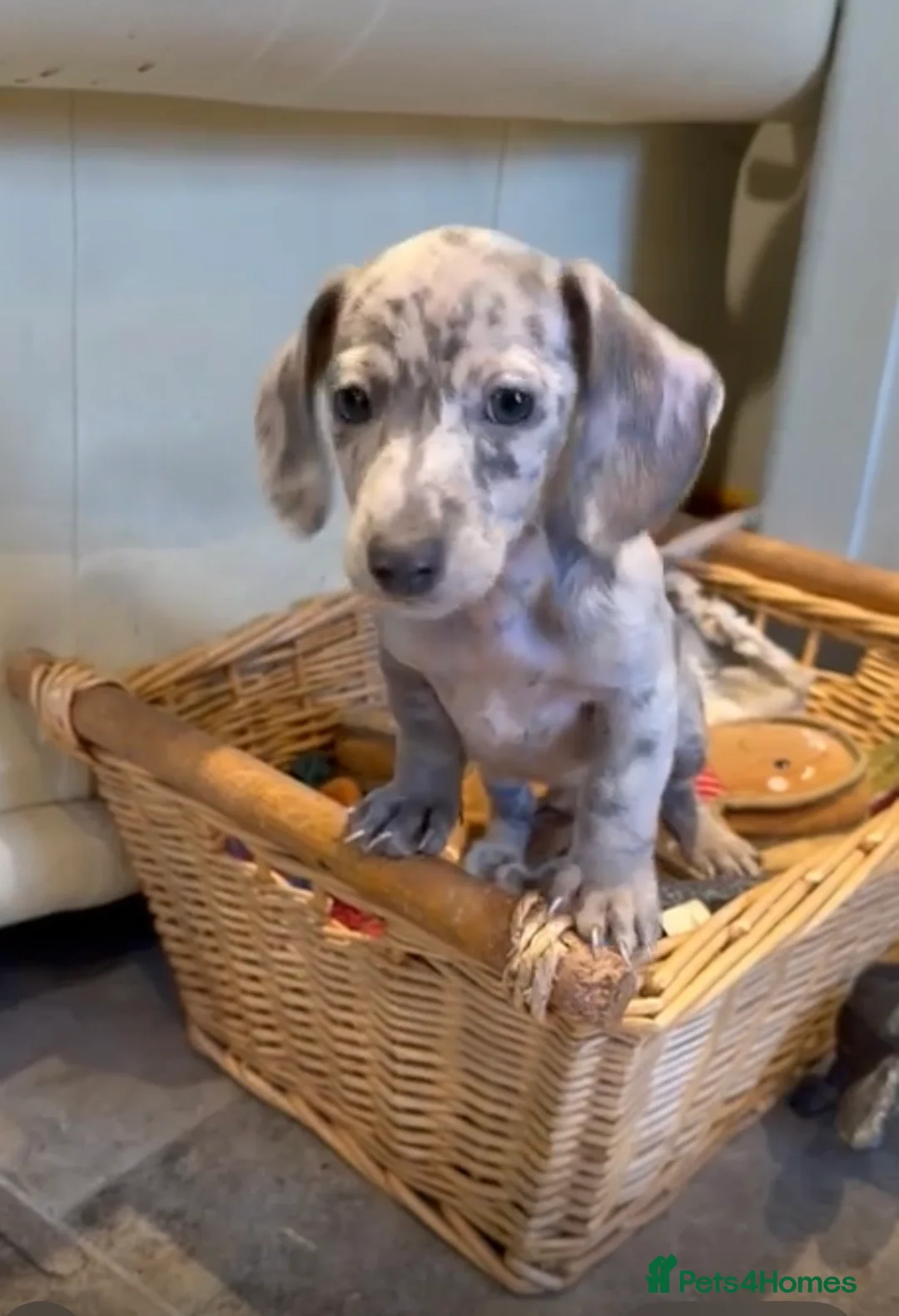 Miniature Dachshund dogs for sale: Miniature dachshund puppies  - Advert 2