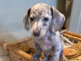 Miniature Dachshund dogs Miniature dachshund puppies - Advert 7