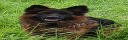 German Shepherd dogs for sale: LONG HAIRED GERMAN SHEPHERD PUPPY'S  - Advert 5