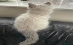Ragdoll cats for sale: Blue Point Ragdoll Kitten female - Image 6