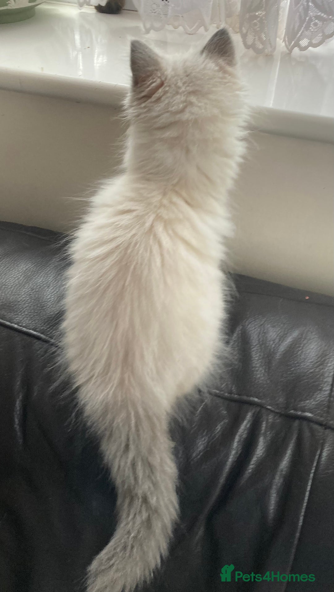 Ragdoll cats for sale: Blue Point Ragdoll Kitten female - Image 6