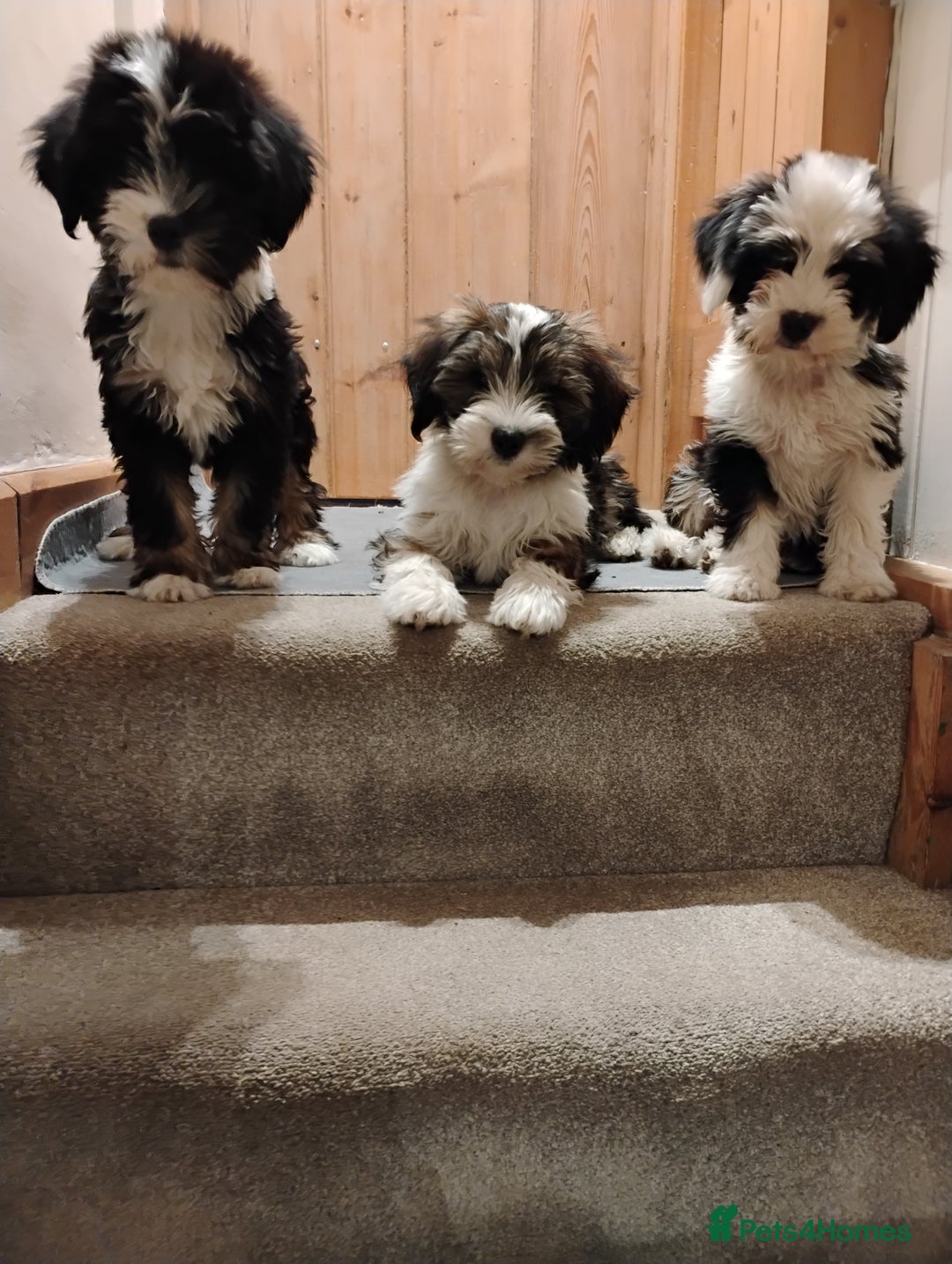 Tibetan Terrier dogs for sale: Araki Tibetan Terrier puppies - Advert 2
