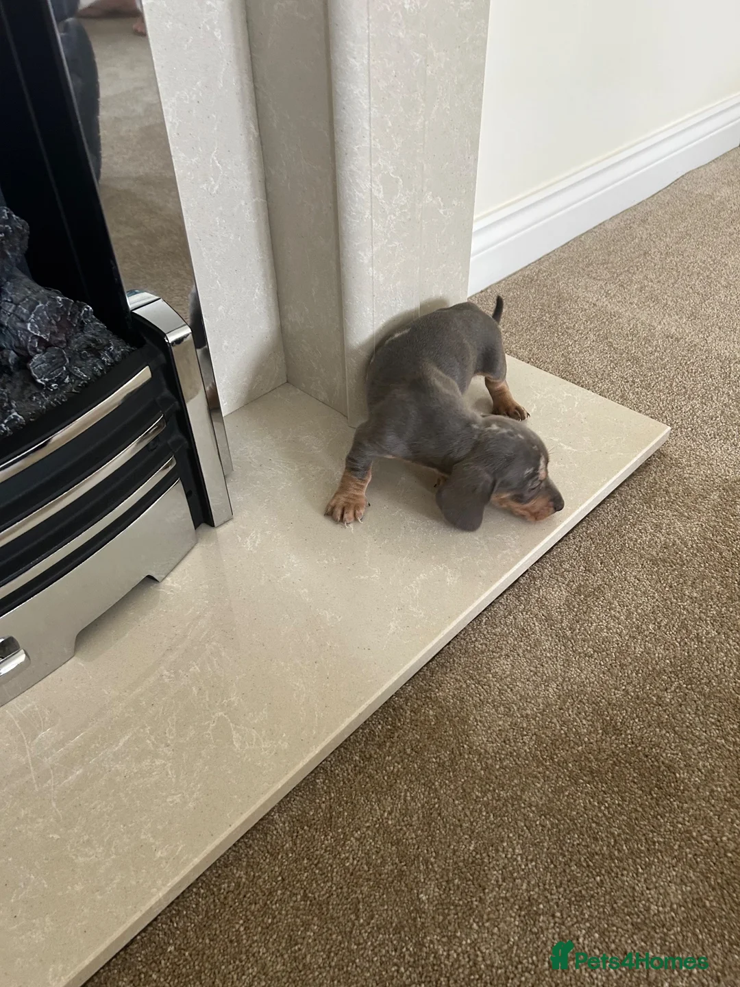 Dachshund dogs for sale: Miniature Dachshunds dapple Puppy’s  - Advert 16