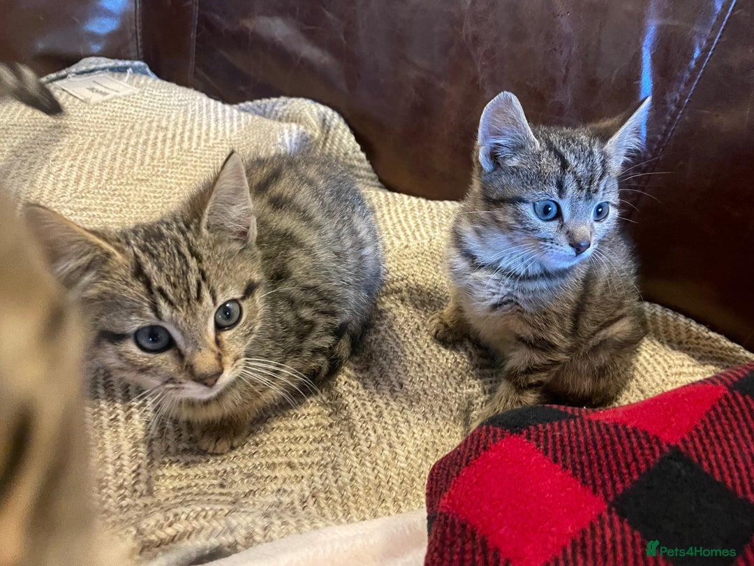 Mixed Breed cats for sale: Tabby kittens  - Image 4