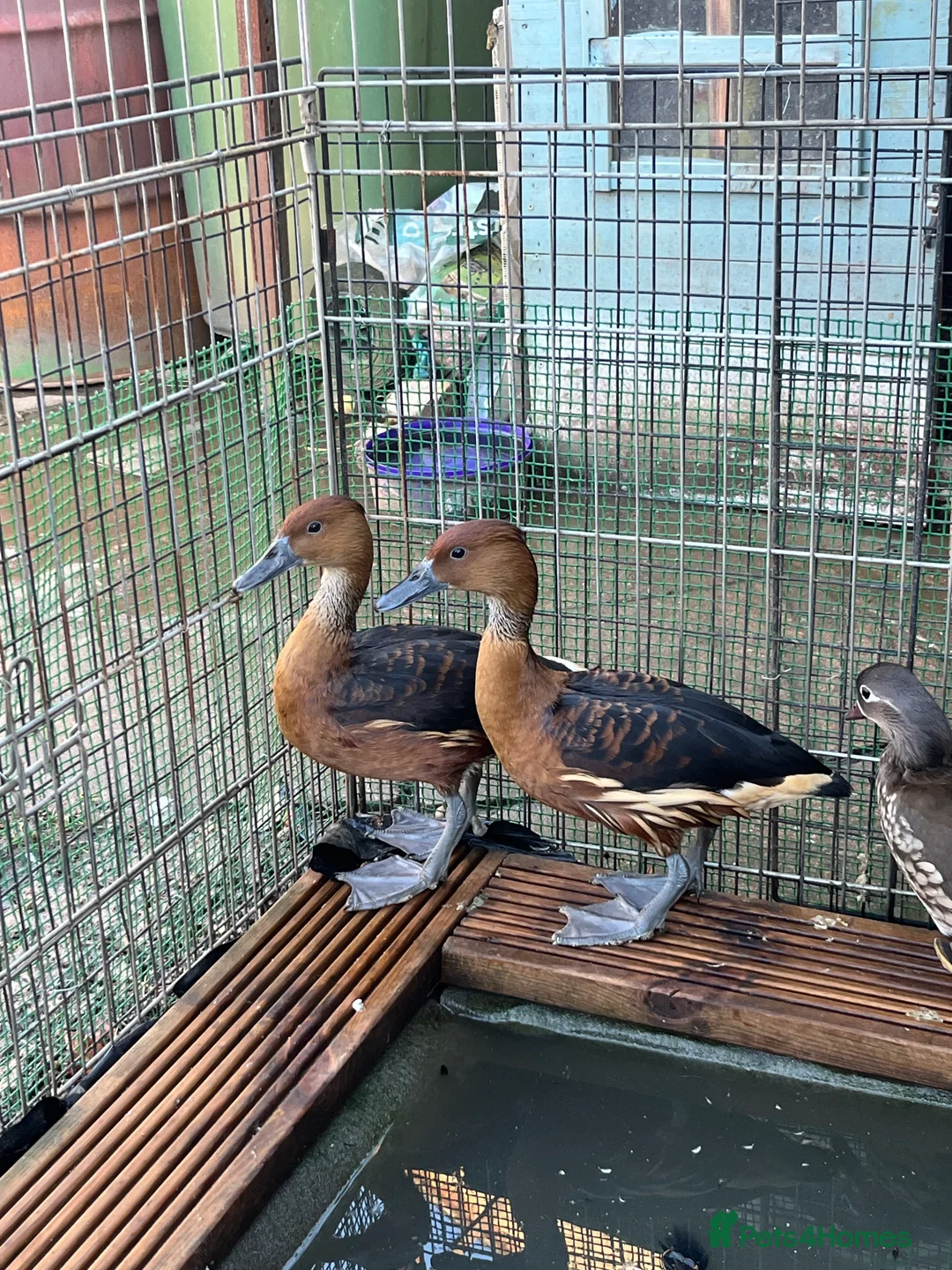 Waterfowl poultry for sale: Fulvous whistling ducks  - Advert 1