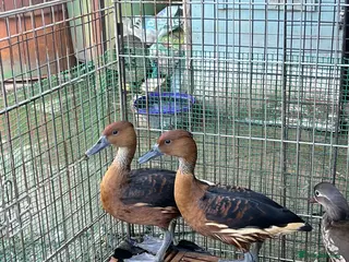 Waterfowl poultry Fulvous whistling ducks - Advert 8