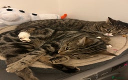 Domestic Shorthair cats for sale: Rehome two cats  - Image 3