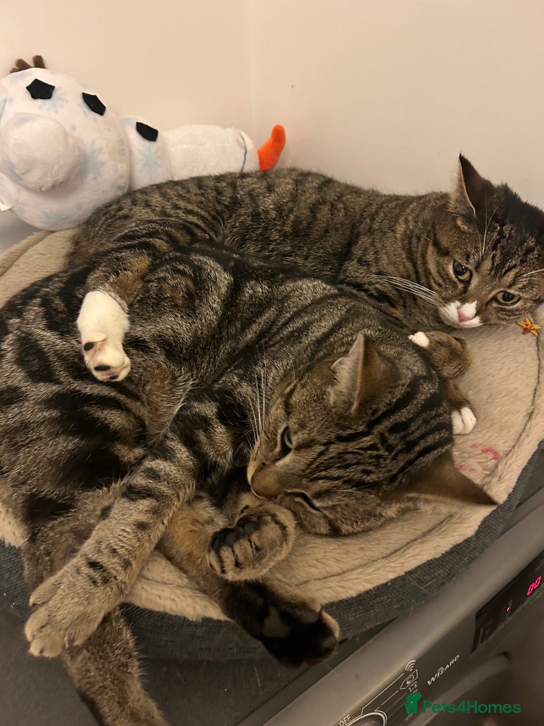 Domestic Shorthair cats for sale: Rehome two cats  - Image 3