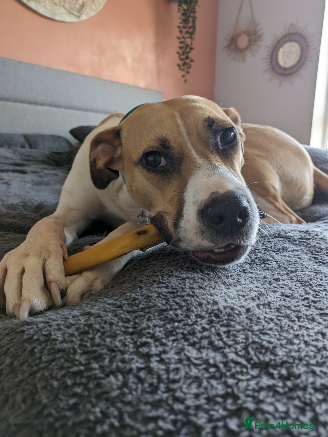 Mixed Breed dogs for sale: Beautiful and loving Cretan Hound cross  - Image 10