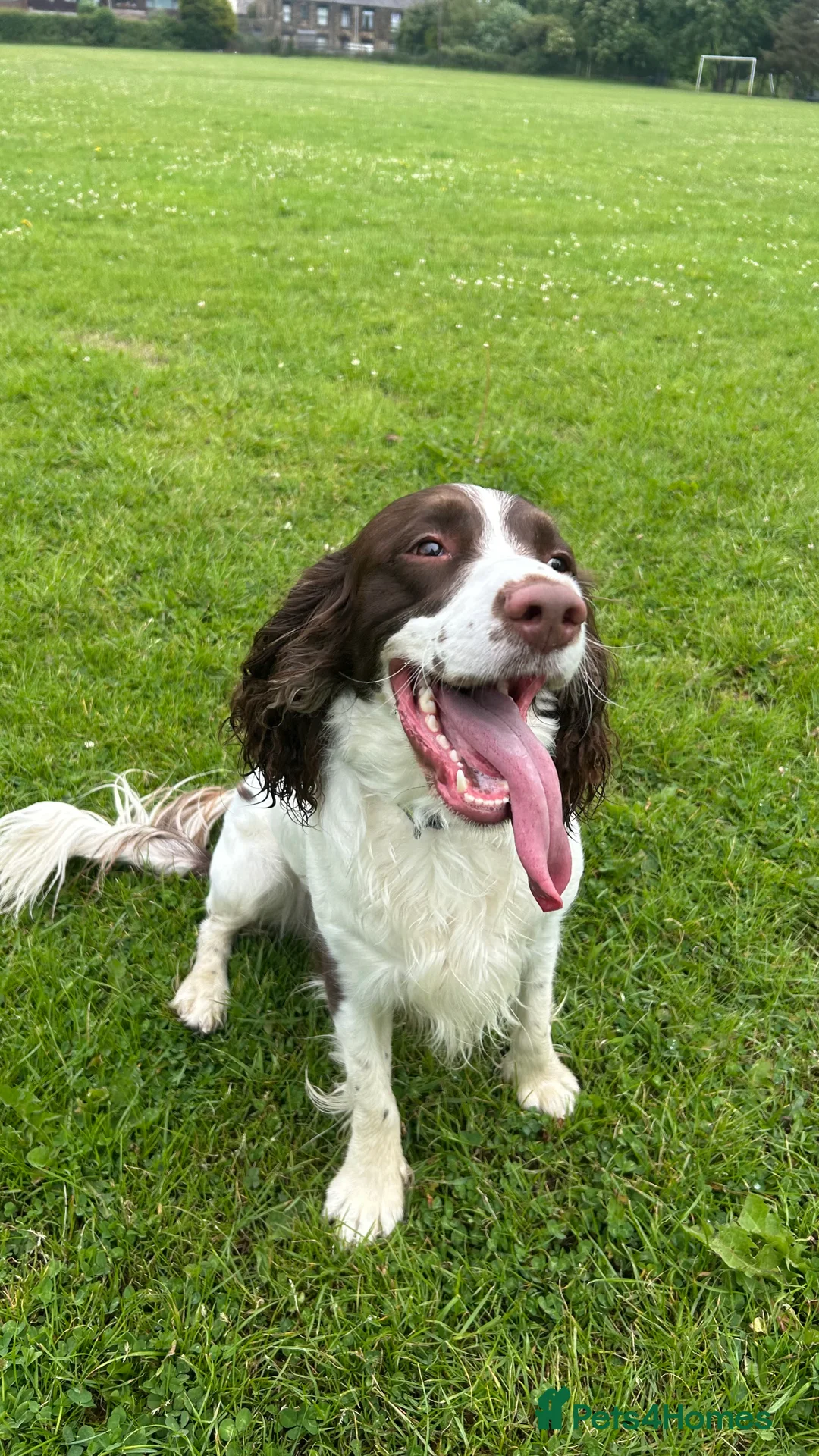 English Springer Spaniel dogs for stud: Nico  - Advert 5