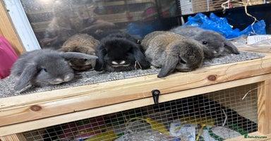 Mini Lop rabbits Multiple Litters of BRC rung baby Minilops  - Advert 15