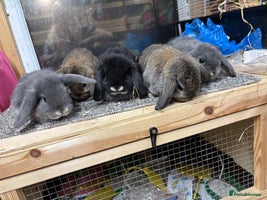 Mini Lop rabbits Multiple Litters of BRC rung baby Minilops - Advert 2