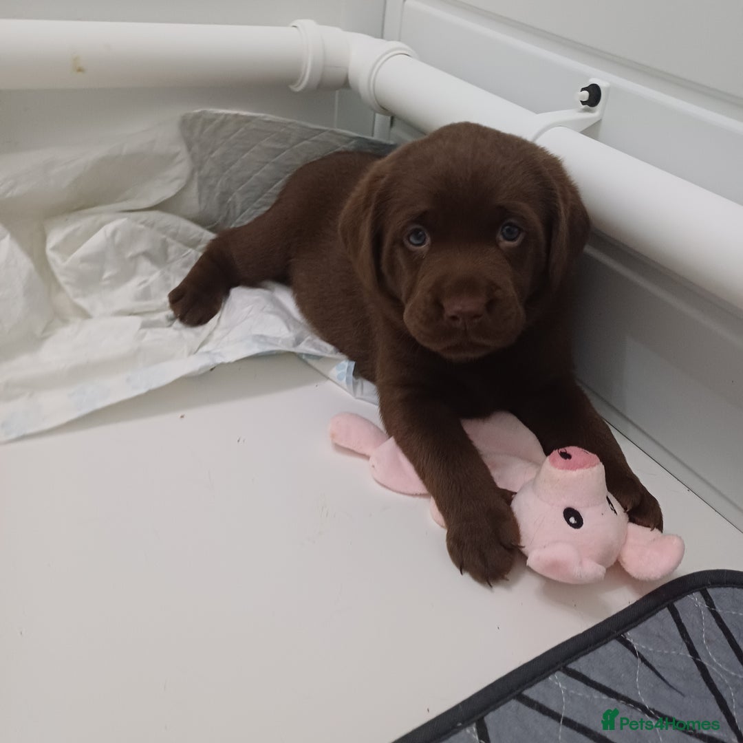 Labrador Retriever dogs for sale: Labrador puppies - Advert 7