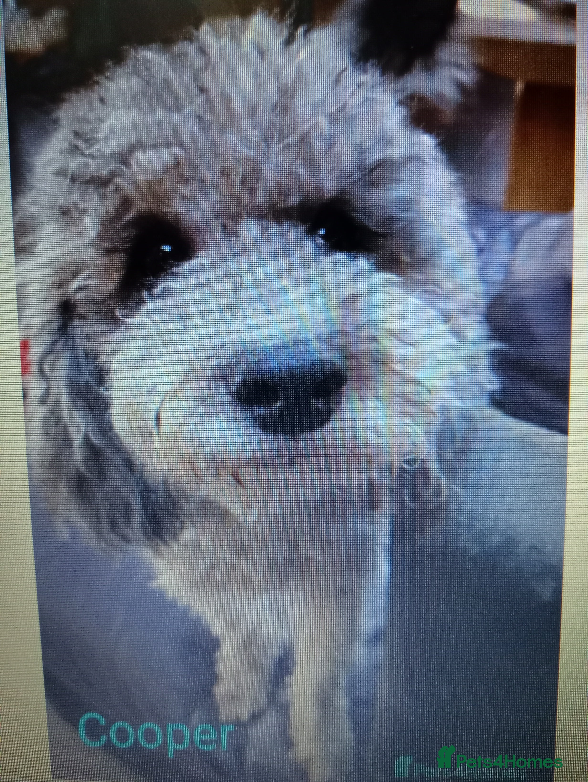 cooper