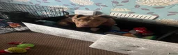 Mixed Breed dogs for sale: Staffy cross for sale  - Advert 6