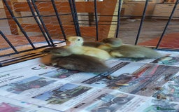 Ducks poultry for sale: Runner Ducklings - unsexed - Advert 2