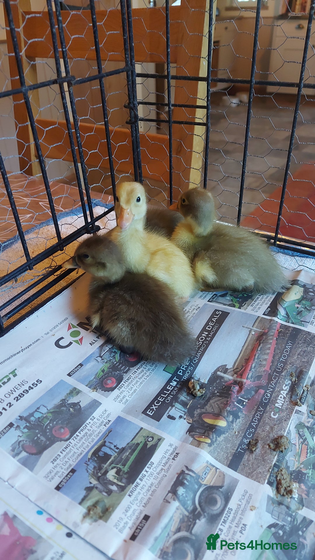 Ducks poultry for sale: Runner Ducklings - unsexed - Advert 2