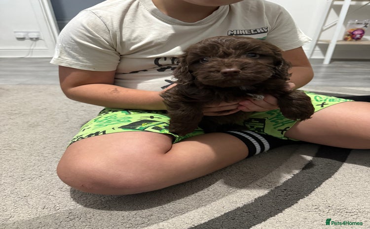 Cockapoo dogs F1 Cockapoo’s - Advert 9