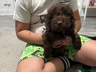 Cockapoo dogs Gorgeous F1 Cockapoo’s - Advert 9